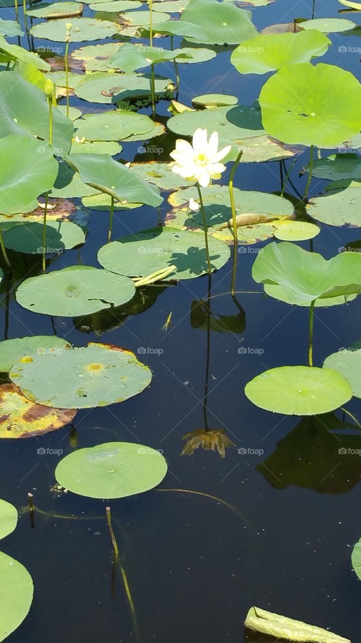 Reflecting lily pad
Cullinan Park, Sugar Land, Texas