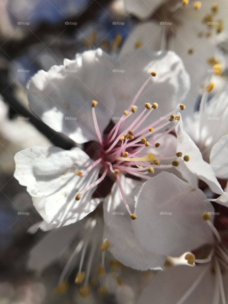 Spring tree 