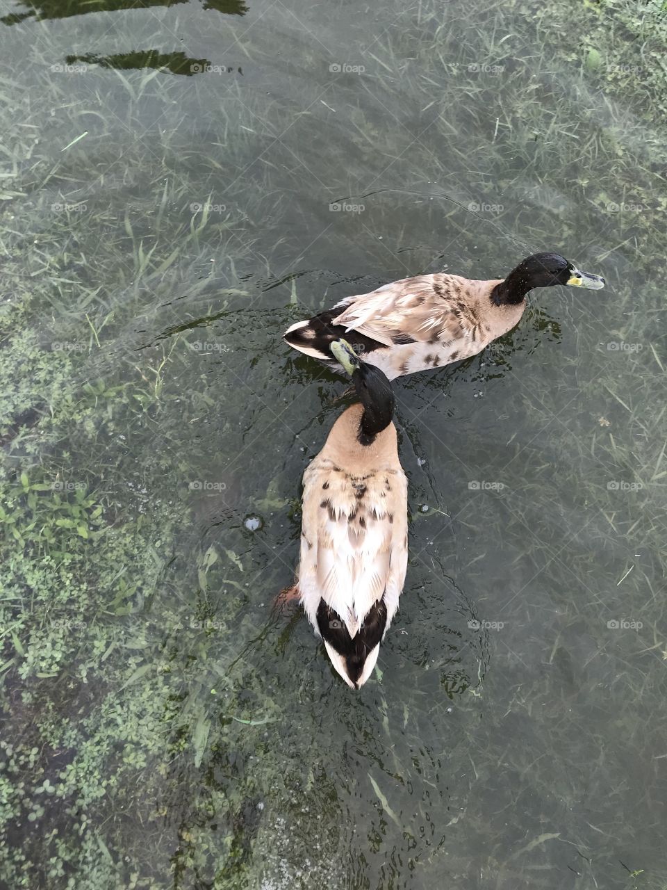 Ducks 