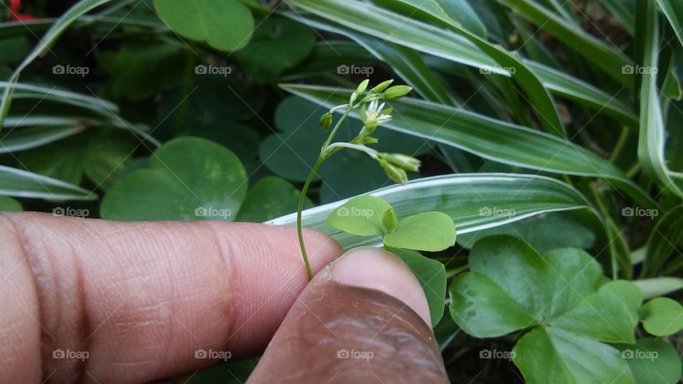 flowers