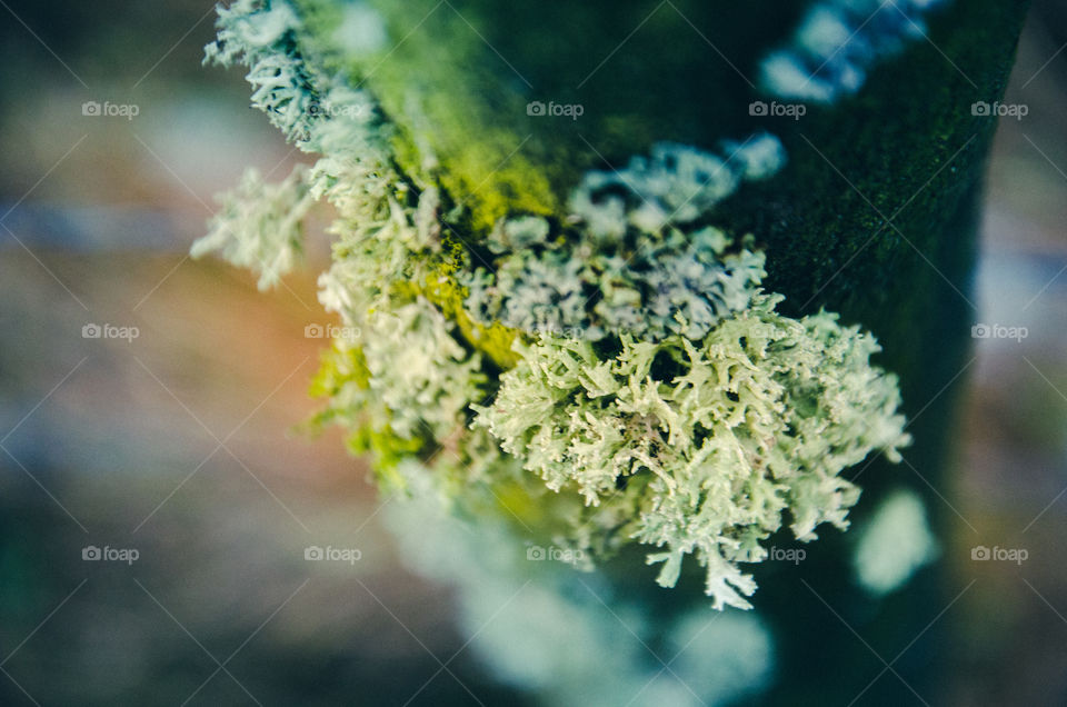 Fungus on tree trunk