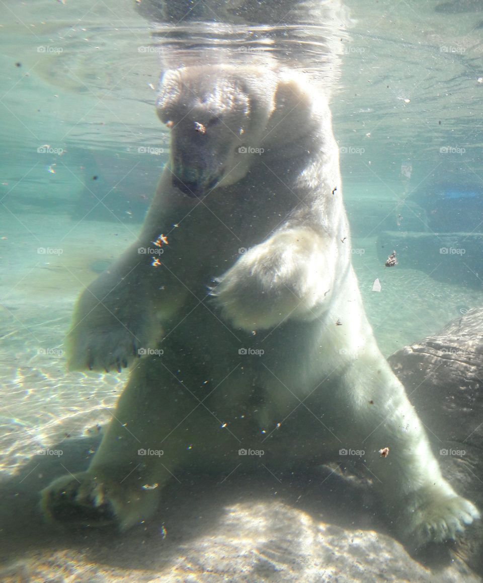 Polar bear