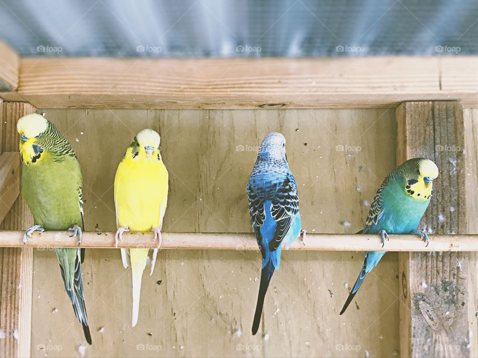 Budgies in a row 