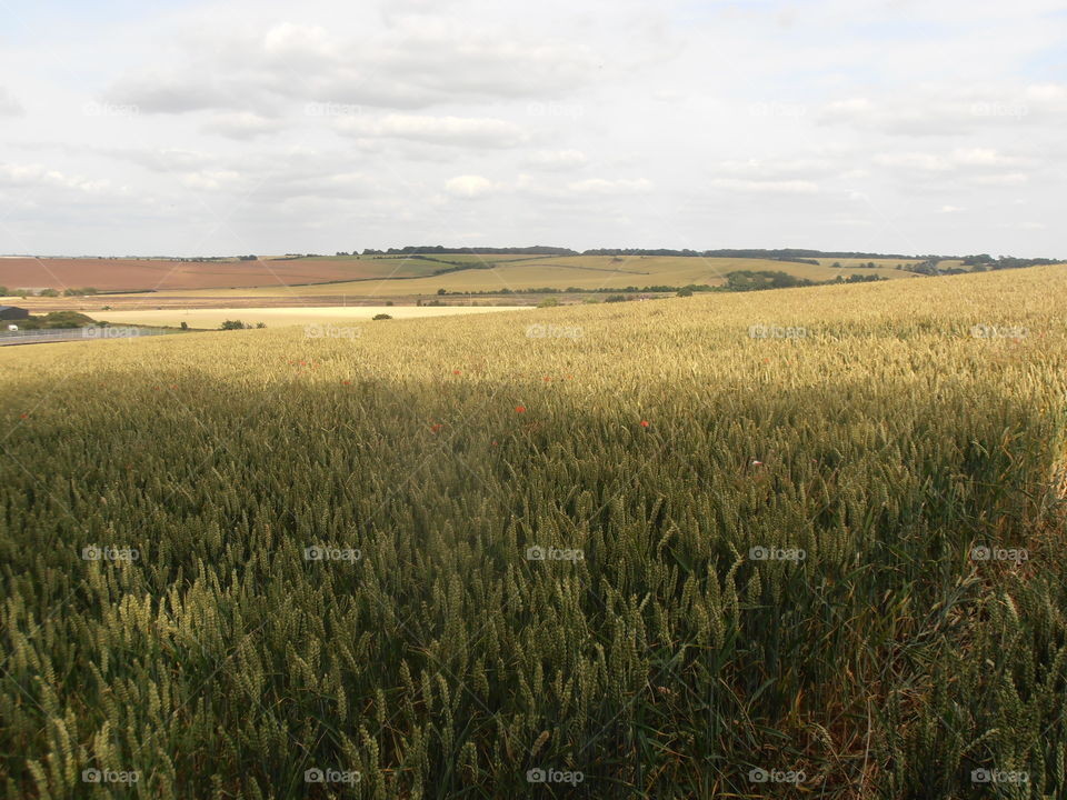 Wheat Fields