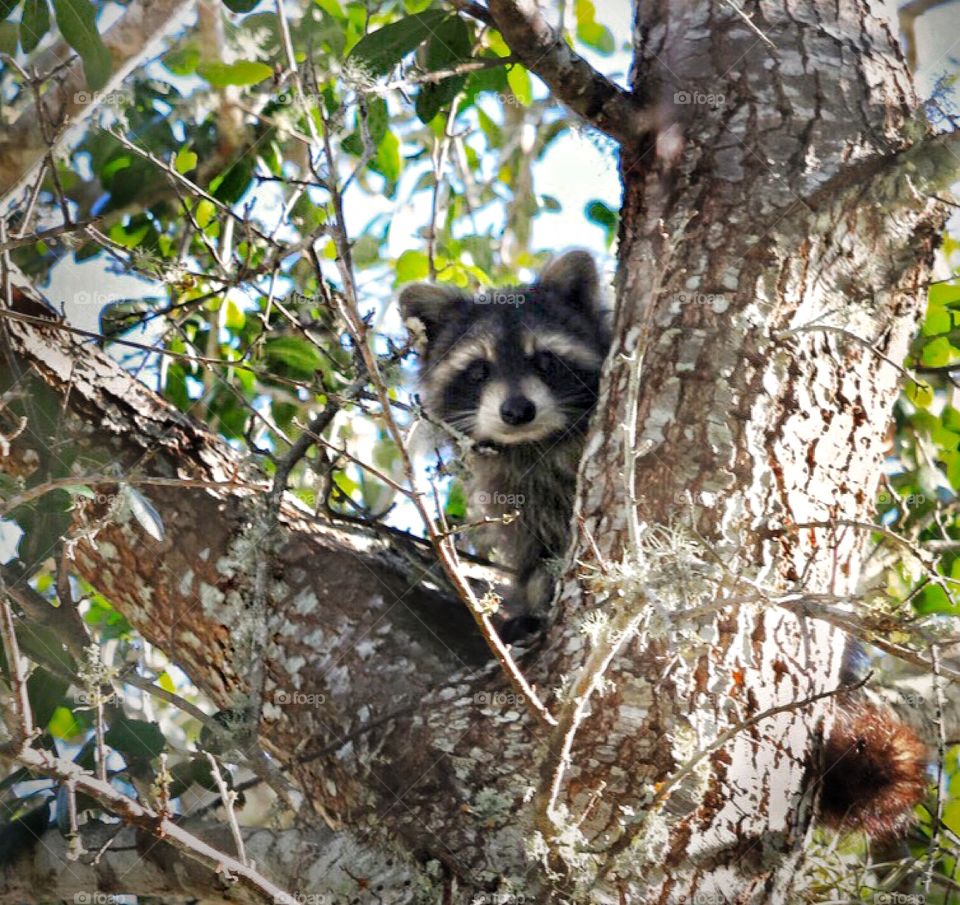 Young raccoon in “hiding”