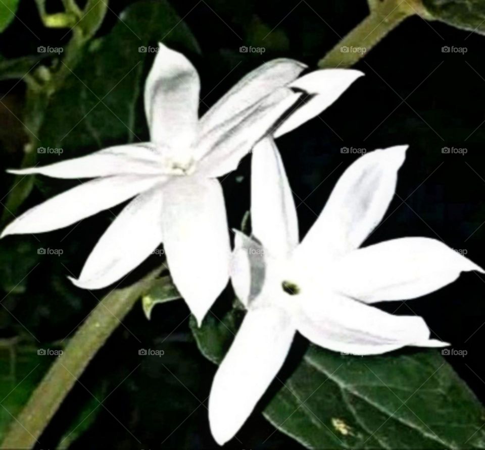 most beautiful and attractive flowers in the garden.