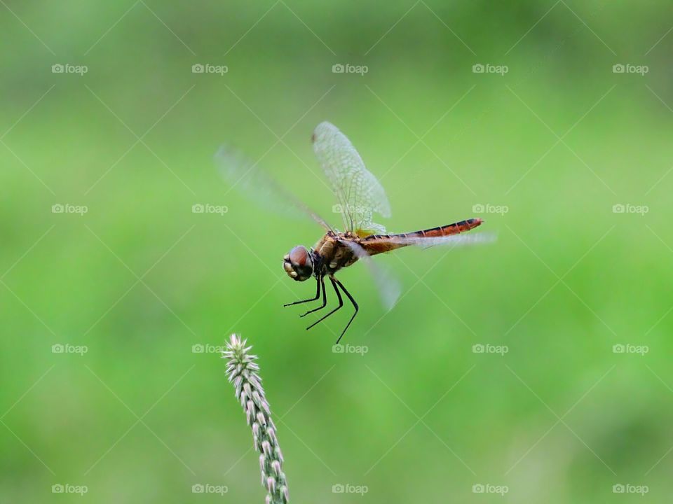 Landing..
Flying Dragonfly