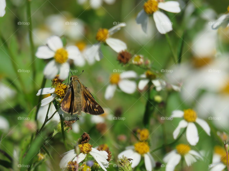 Fiery skipper