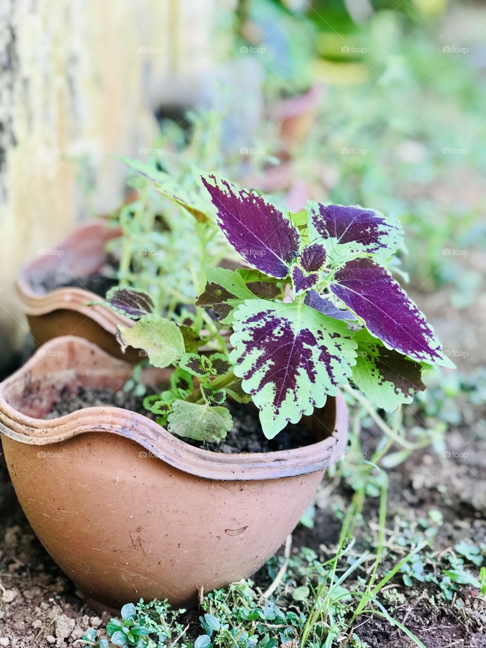 Beauty is everywhere, few I captured in my camera...📸