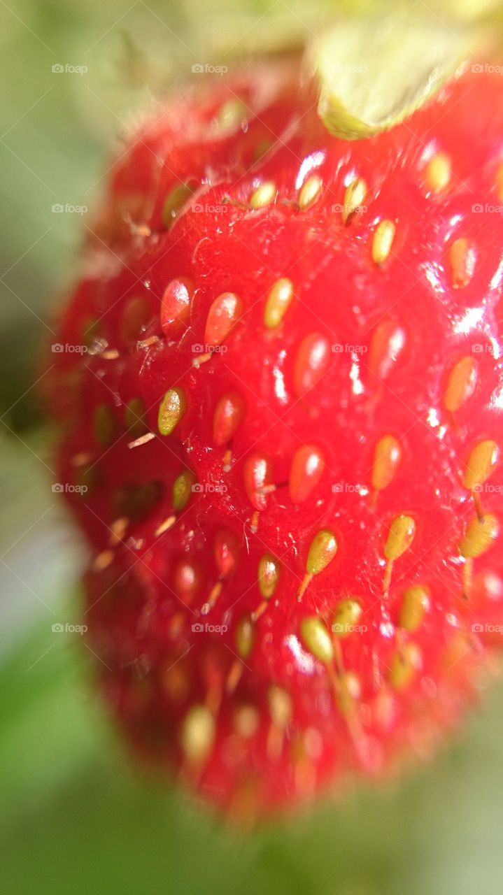 strawberry 