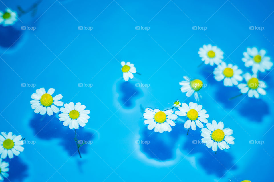 Close-up of small and beautiful daisies in a blue bowl with transparent water and shadow at the bottom of the bowl.