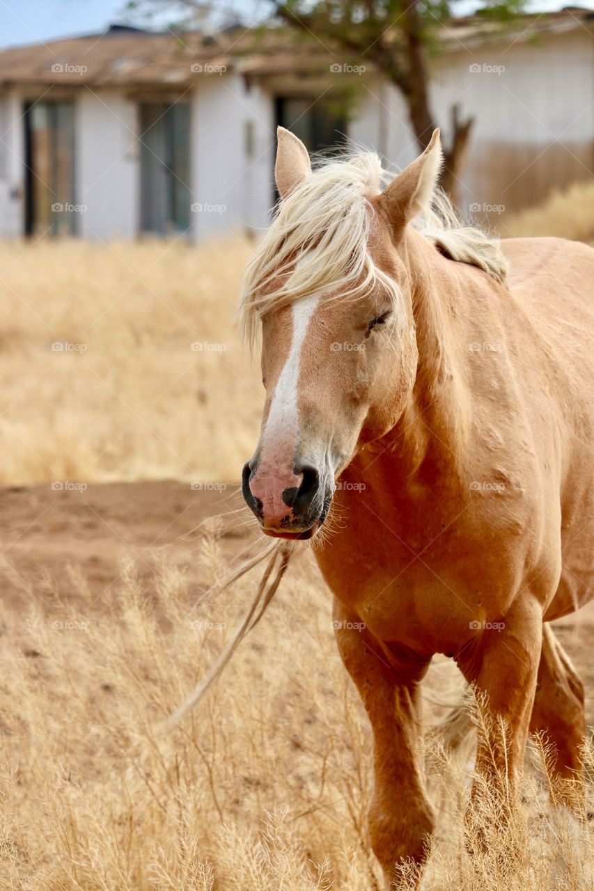 Wild and free stallion Palomino horse closeup 