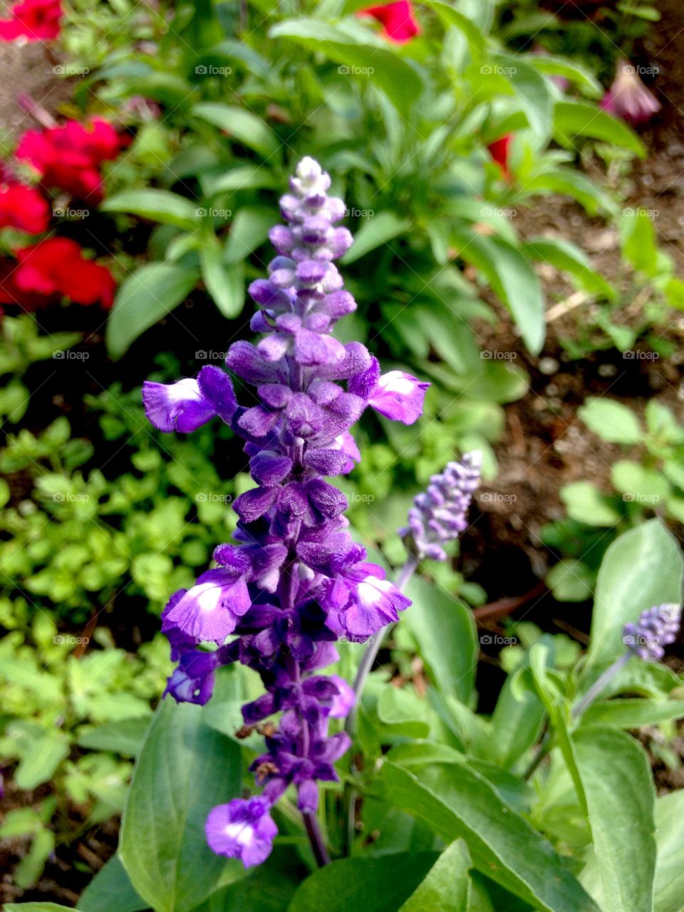 This is a purple flower