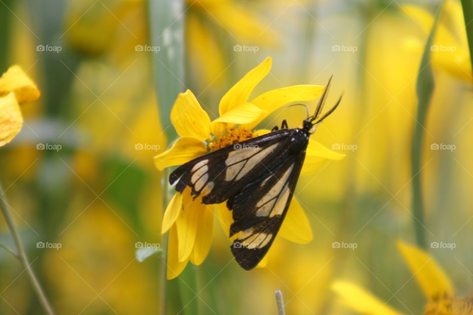 Yellow Beauty