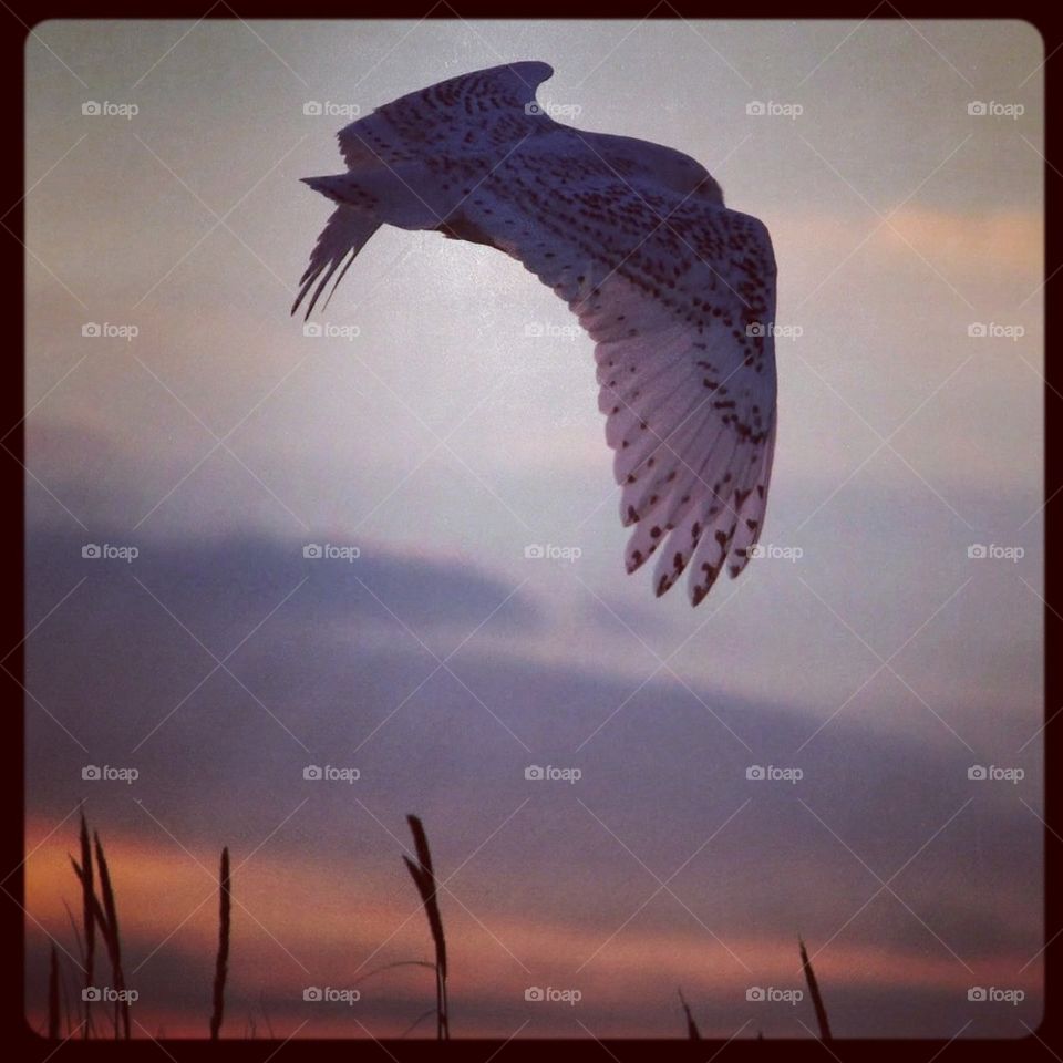  Flight of the Snowy Owl