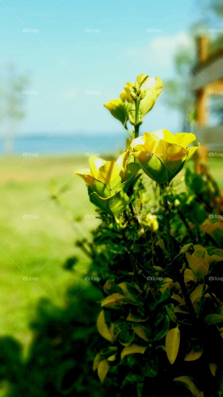 spring time at the lake