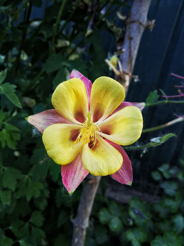 Yellow 🏵️