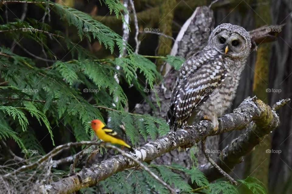owl and tangier in same tree