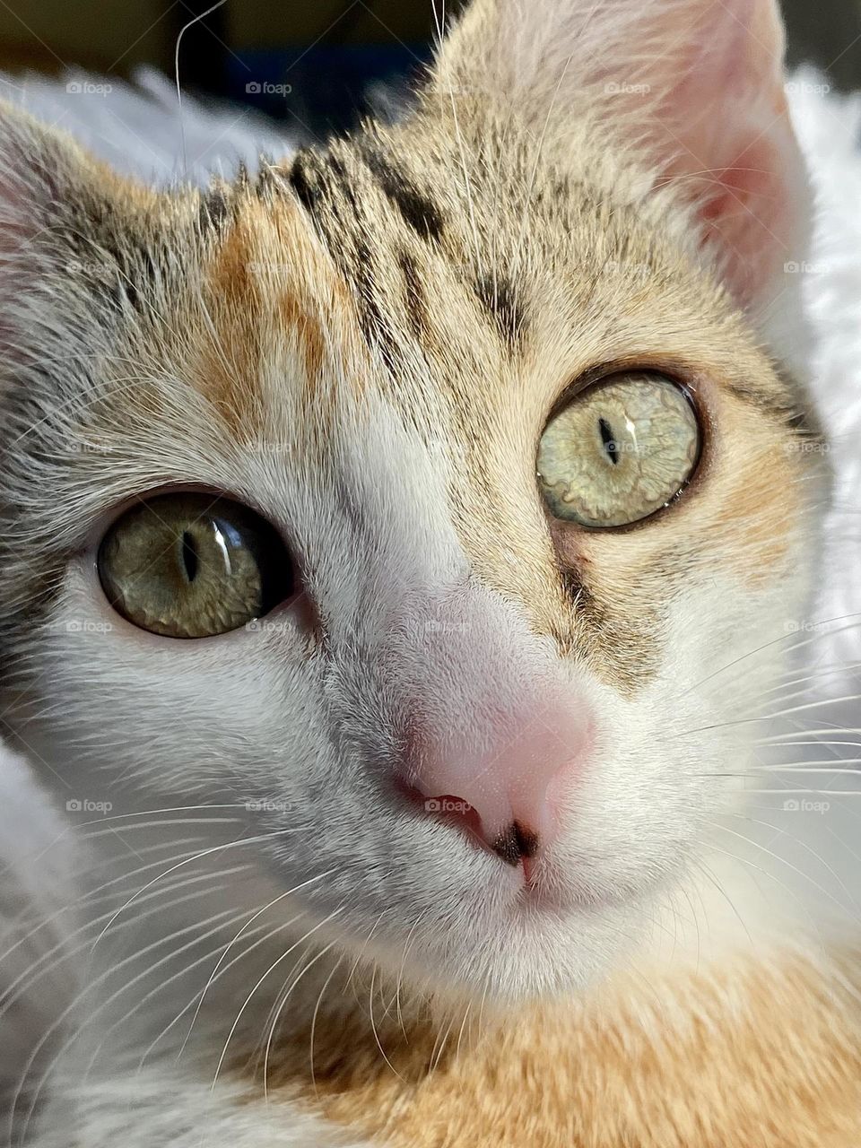 A close-up picture of a calico kitten