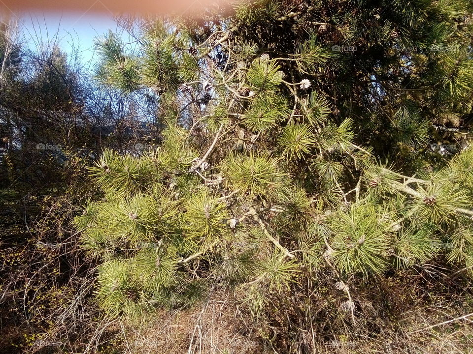 Pinecones on the old tree branches in my neighbor's lovely garden