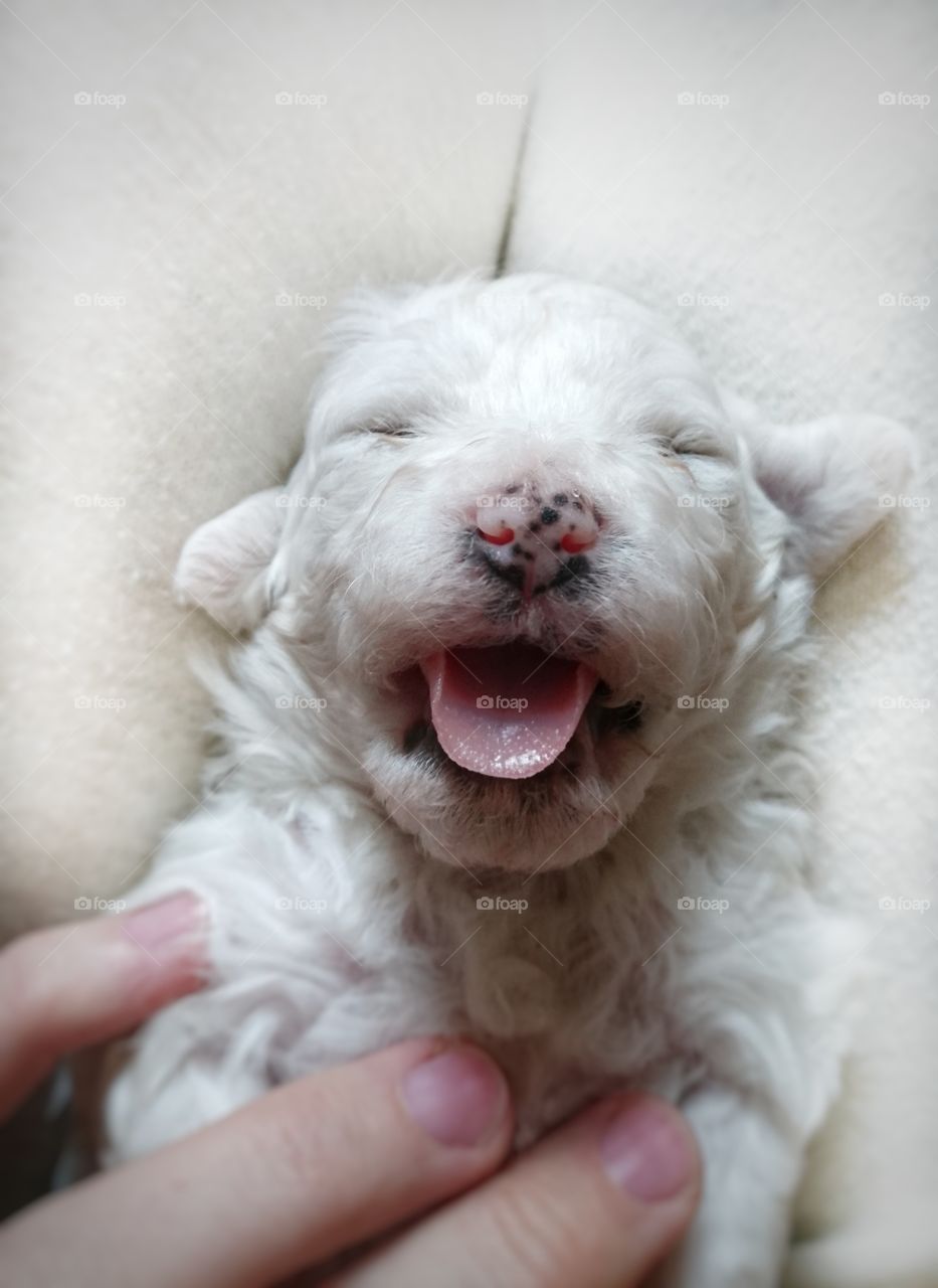happy dog. bichon frise. puppy