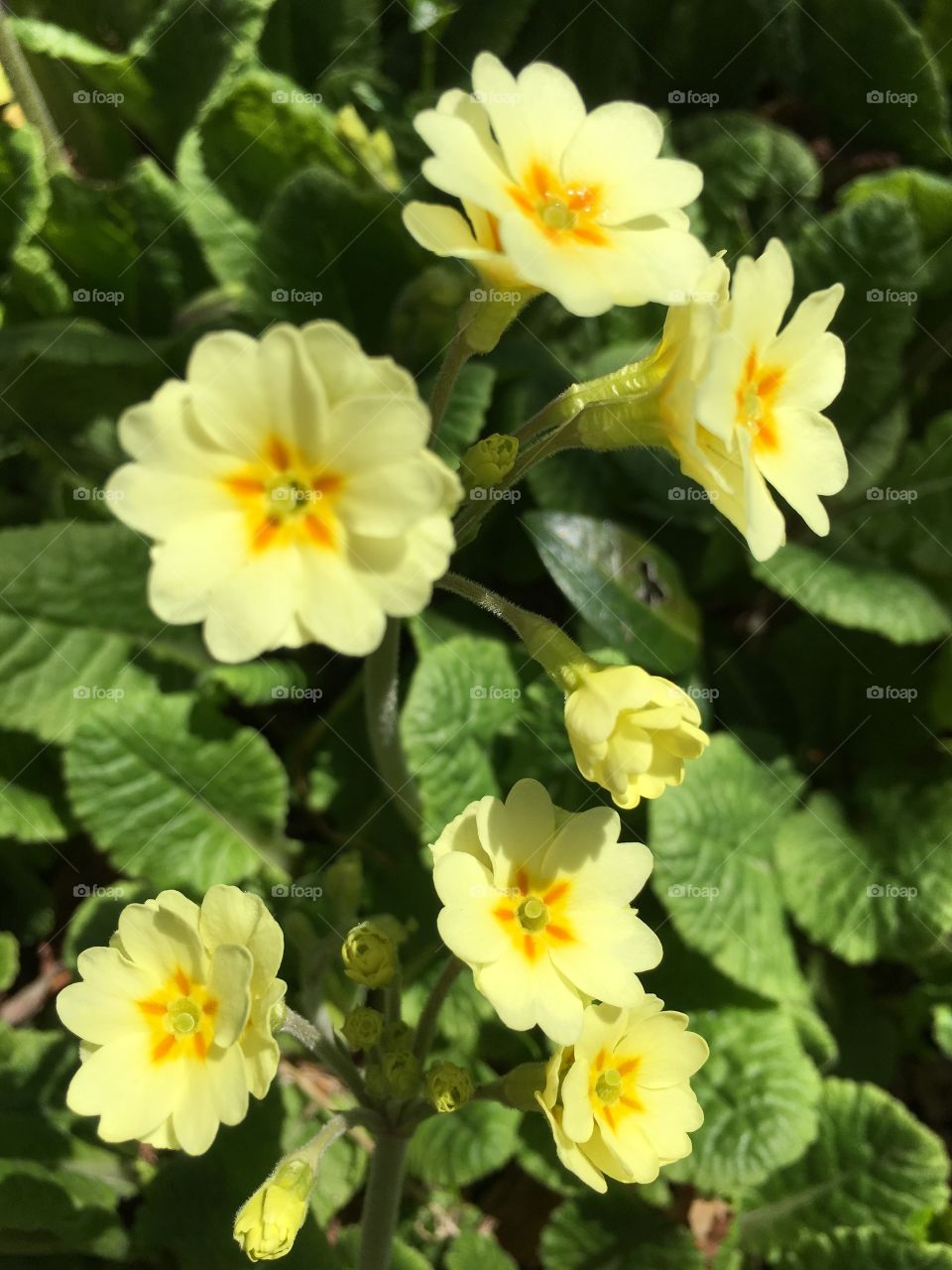 Primroses