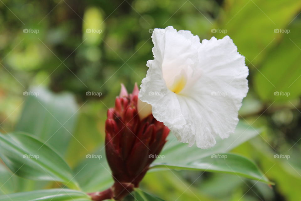 White bloom