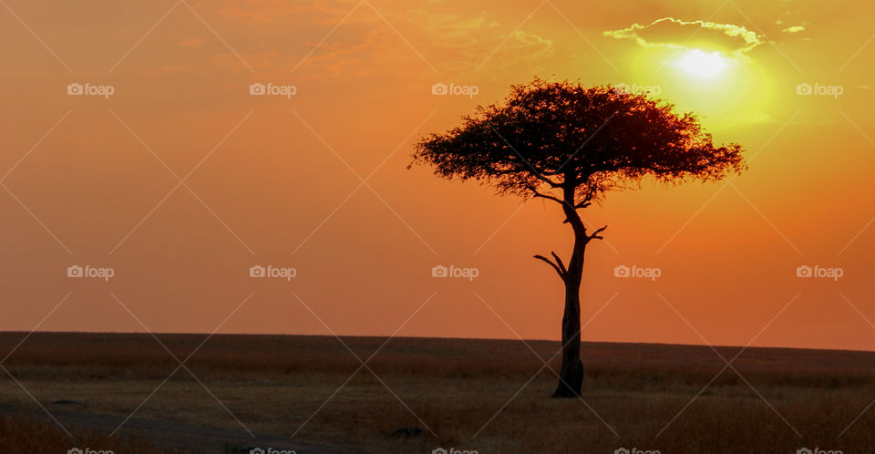 Sunset in the Masai Mara