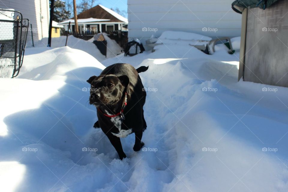 dog running through snow