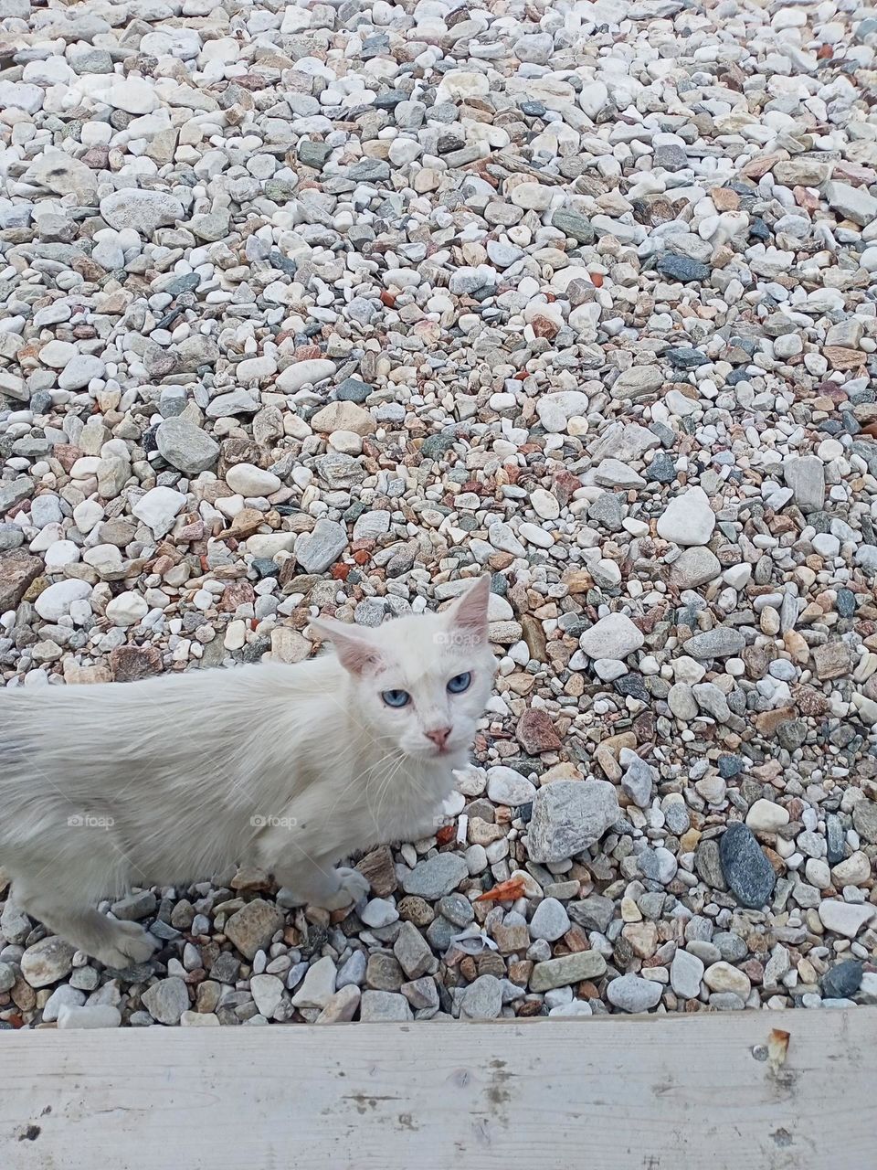 Cat on beach