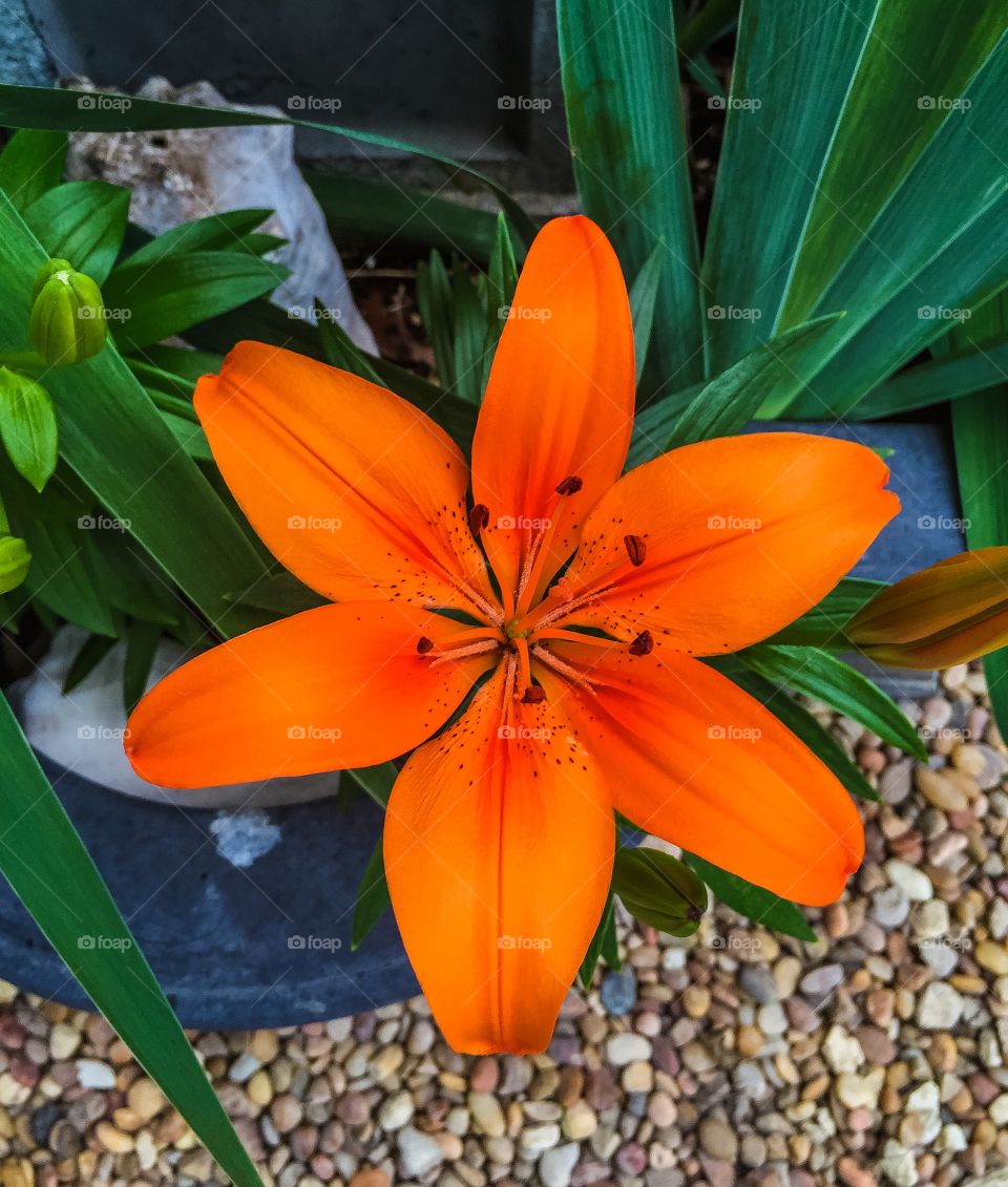Orange Lily