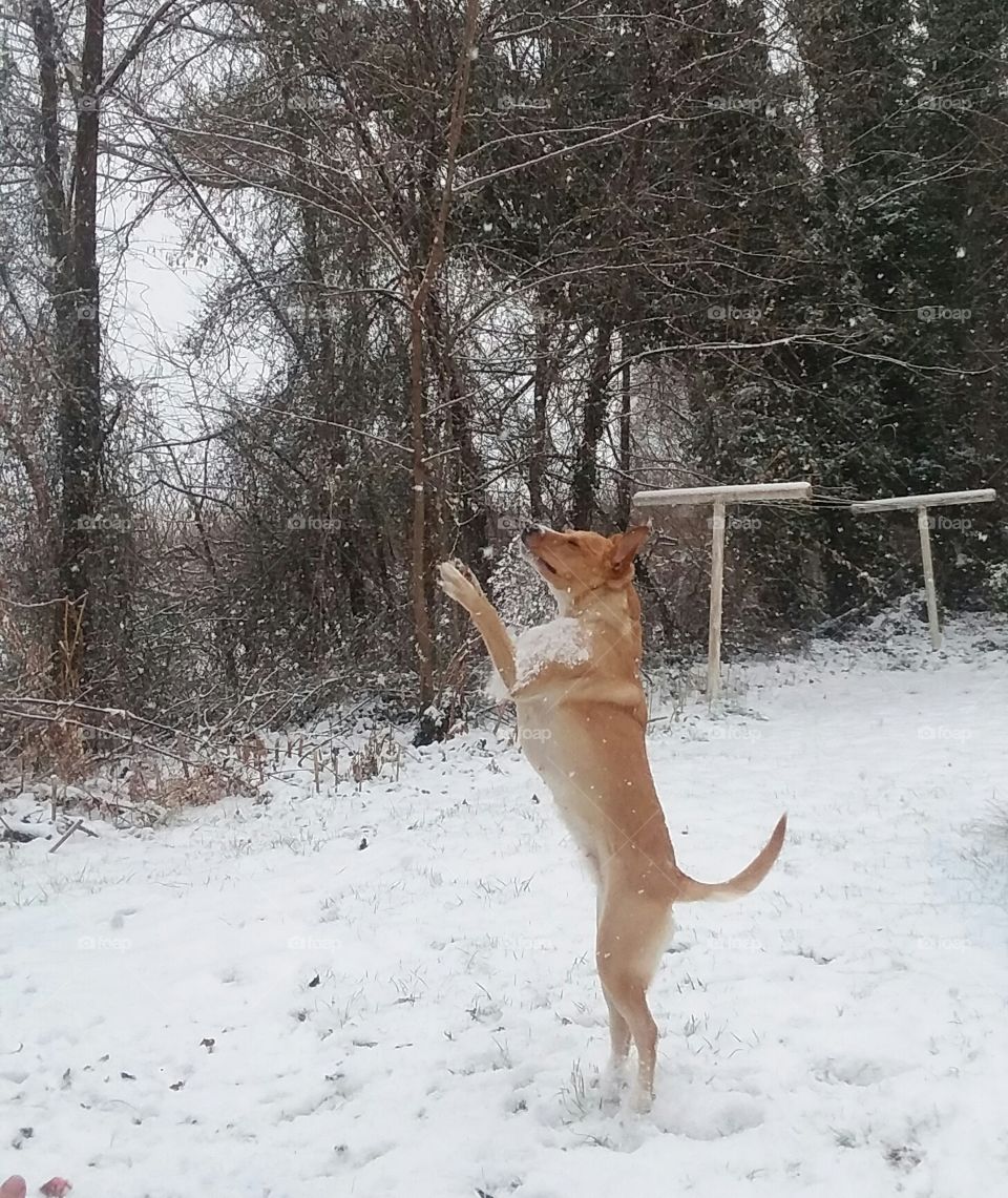 Lucy waiting on a snow ball to be thrown.