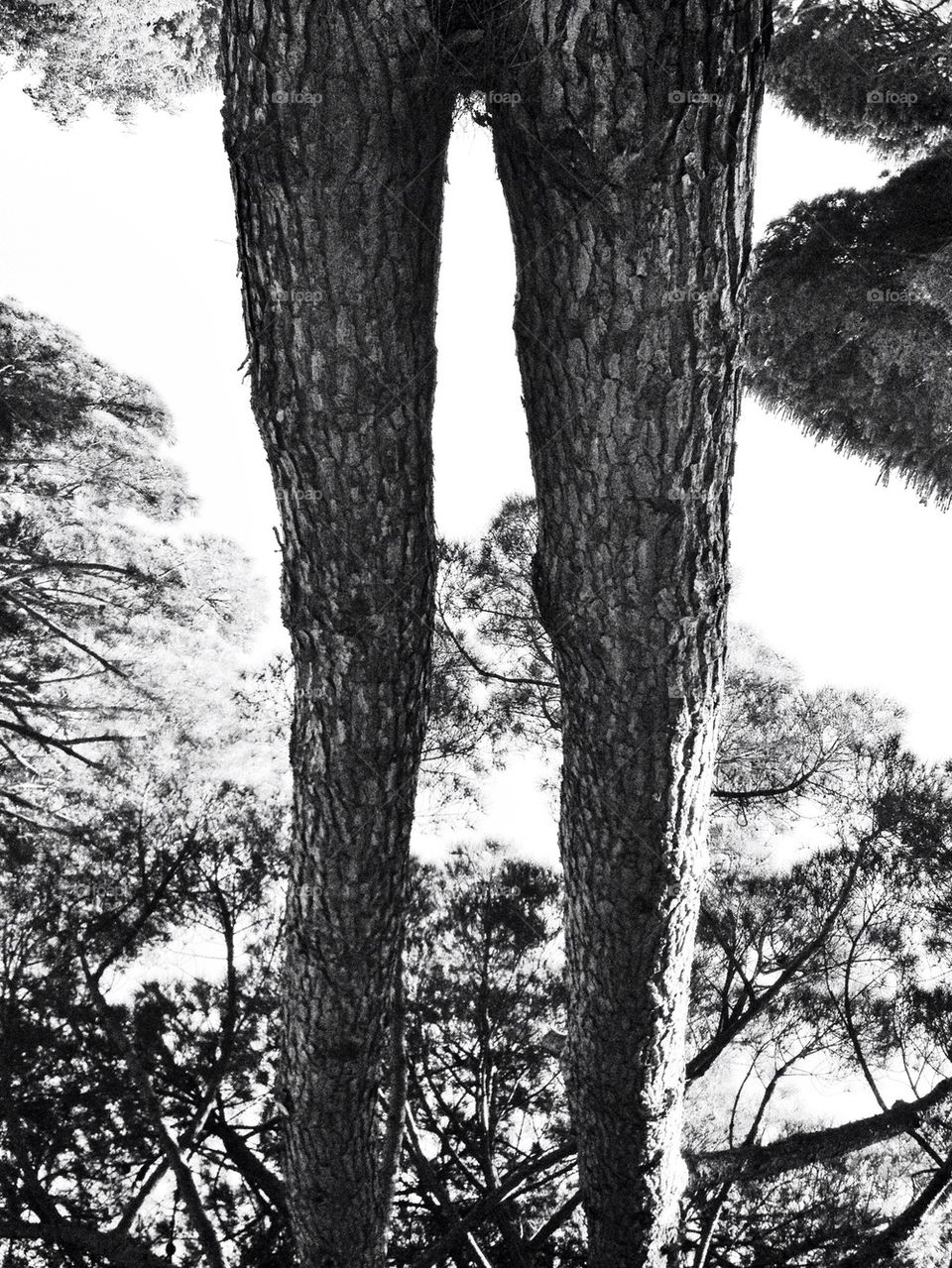 trees black and white unusual long by alekime