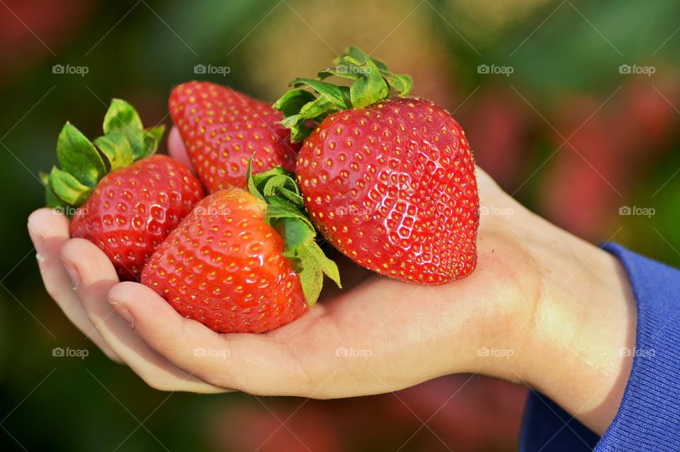 Hand holding strawberries