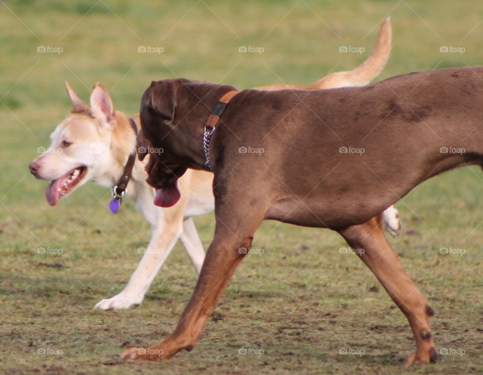 It was dog park time today and it was very busy! . Happy excited dogs were running around and playing. Two dogs walking along looking like they’re having a conversation!
