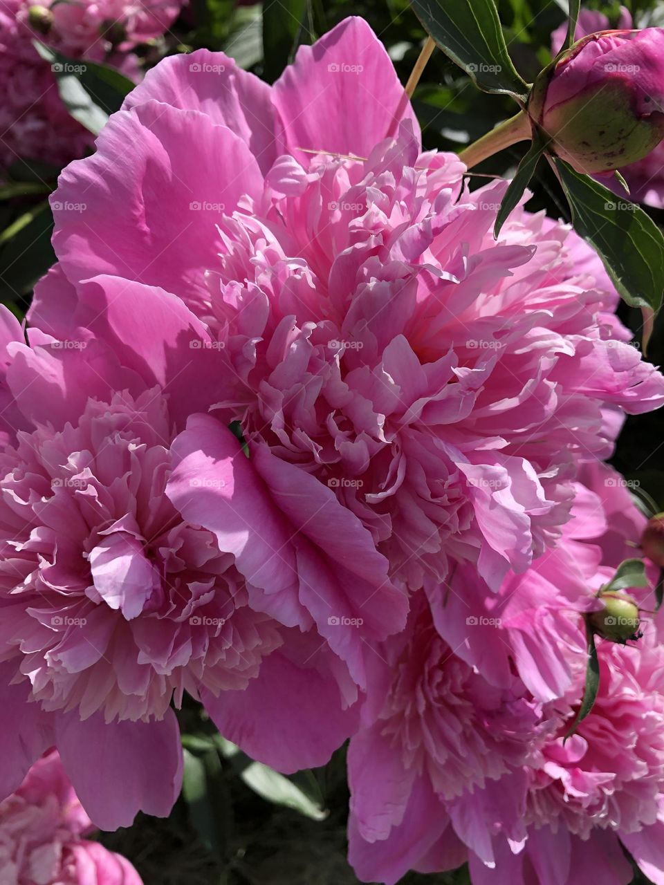 Peony 