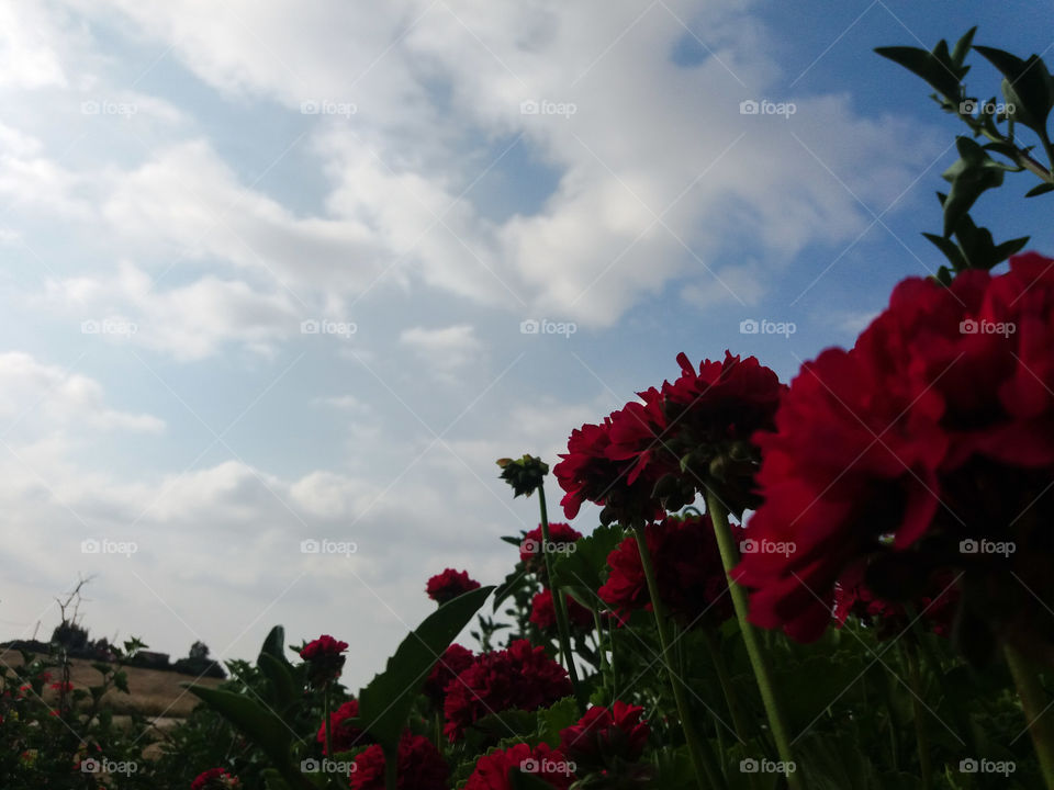 sky and flower