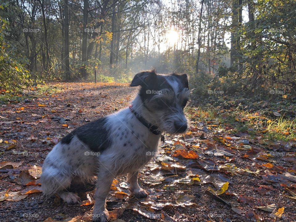 Dog in the park