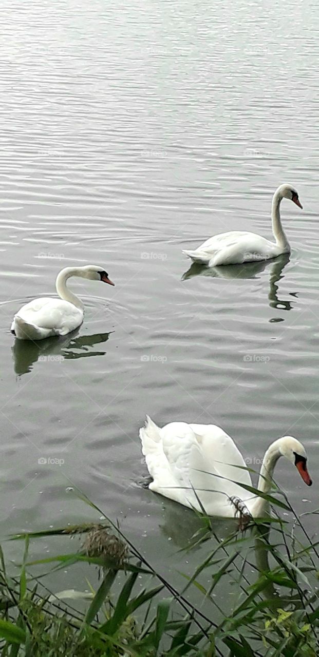view from above on group of swans