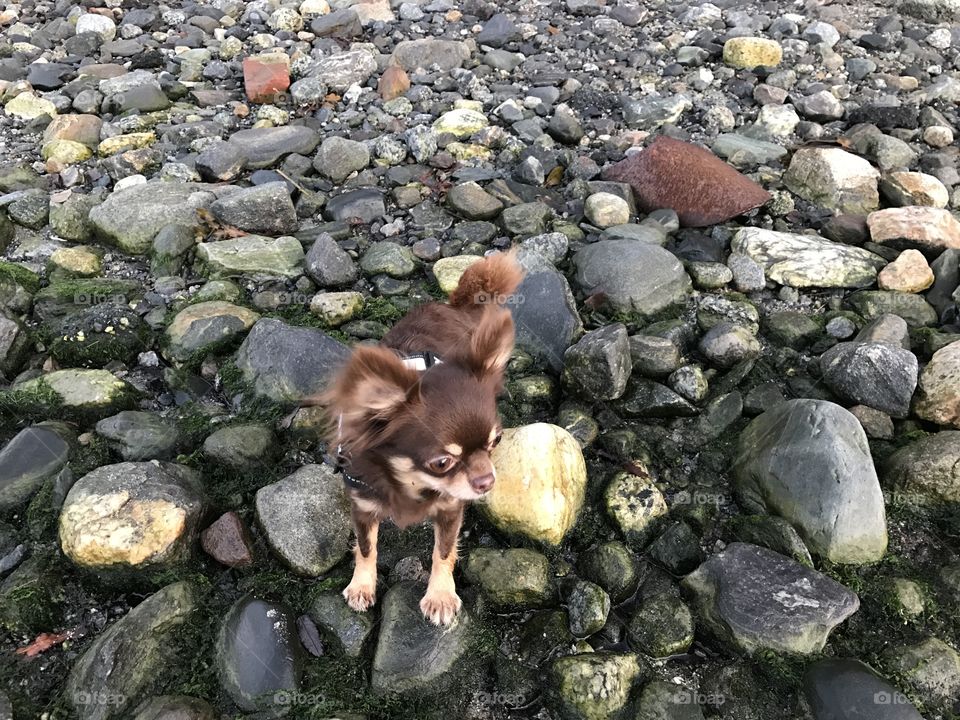Chihuahua on the rocks 
