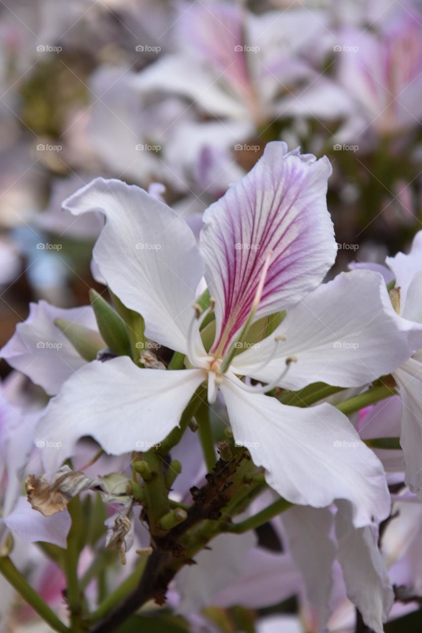 Beautiful flowers