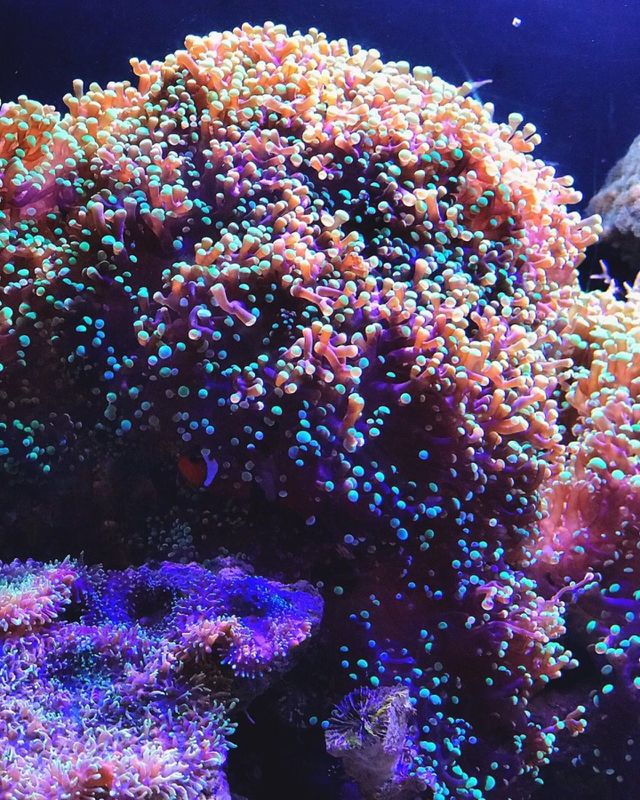 Sea Friends