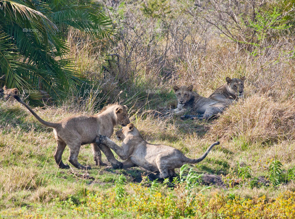grass tree palm cats by mike007