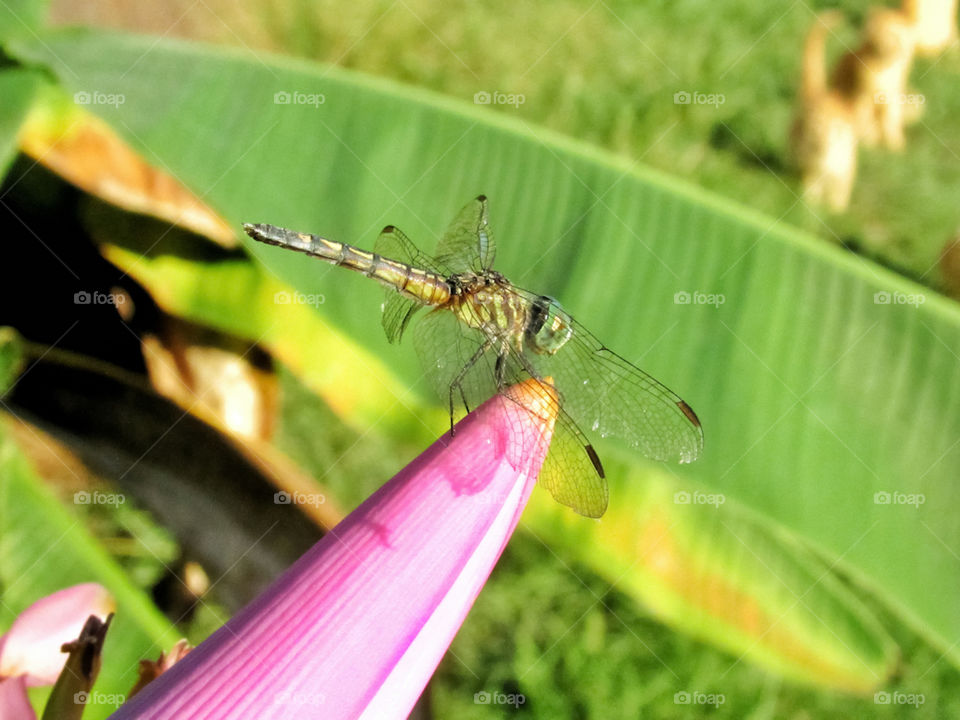 dragonfly perched on pink banana flower plant outdoors