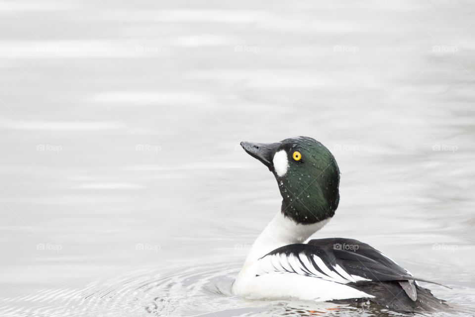 Golden eye duck swimming 