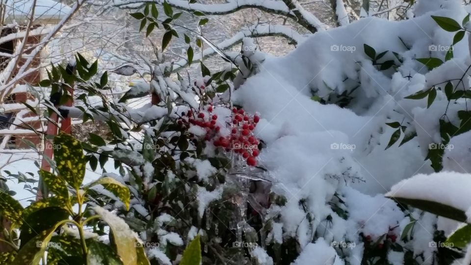 Winter Time Snow. goodbye Winter Springtime is here in GA ....Sorry Boston. ...