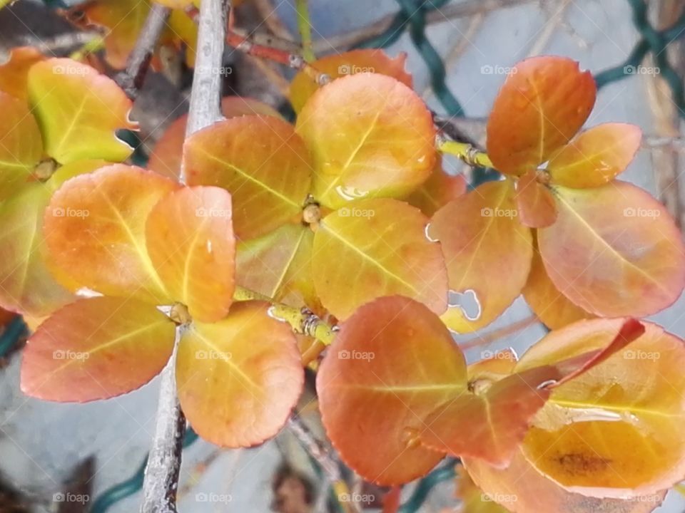 spring rain on orange leafs