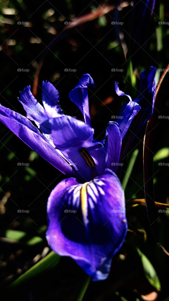 purple iris