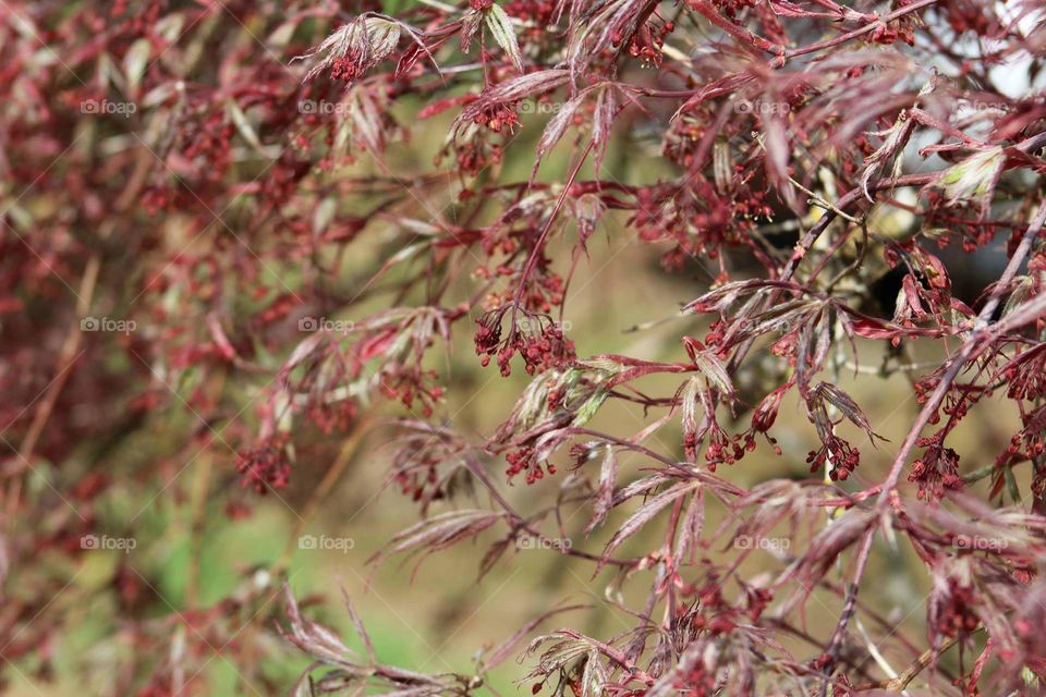 lace leaf maple babies