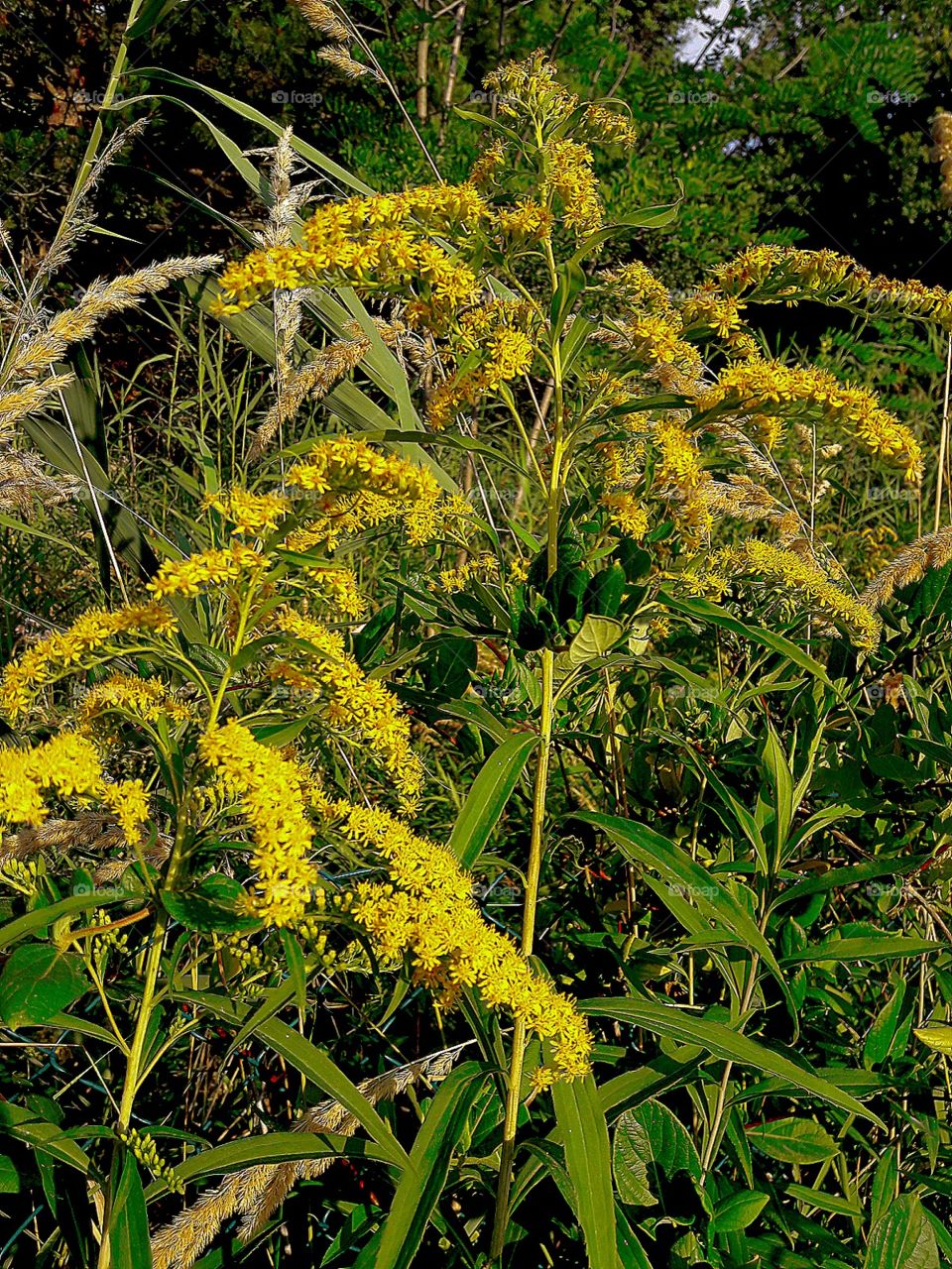 flowers